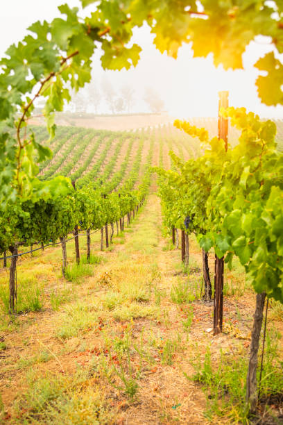 Beautiful Wine Grape Vineyard In The Morning Sun Beautiful Wine Grape Vineyard In The Morning Sun. Grape Plant stock pictures, royalty-free photos & images