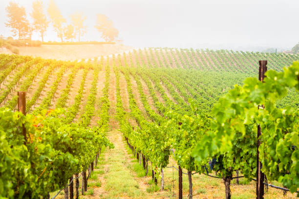 istock Beautiful Wine Grape Vineyard In The Morning Sun 1170353332