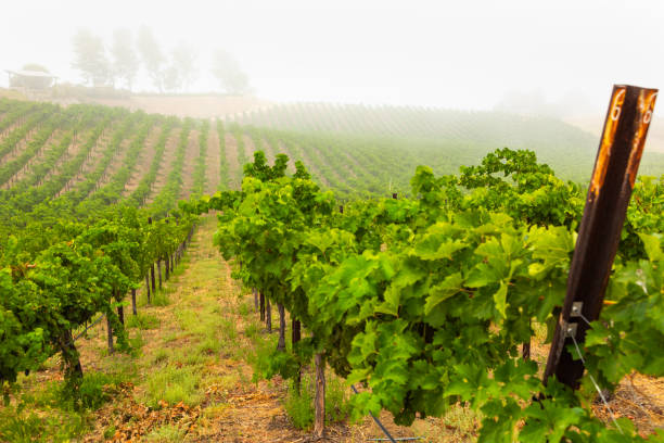 istock Beautiful Wine Grape Vineyard In The Morning Sun 1170353376