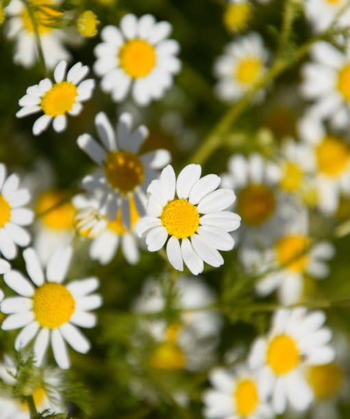istock Chamomile flowers. Pharmaceutical camomile. Medicinal plant chamomile, flowering. 1170353380