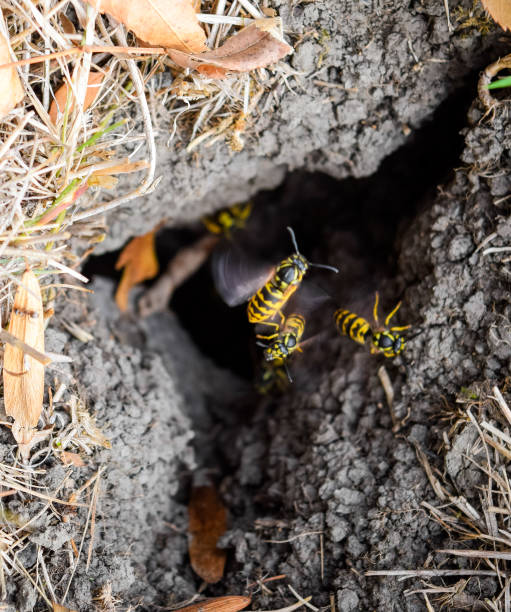 istock Wasps fly into their nest. Mink with an aspen nest. Underground 1170353401