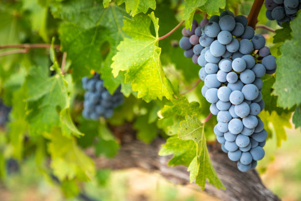 lush racimos de uvas de vino que cuelgan en la vid - vine vineyard wine california fotografías e imágenes de stock