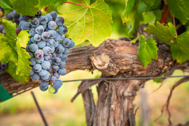 clusters de raisins de vin luxuriants accrochant sur la vigne - vineyard california napa valley vine photos et images de collection