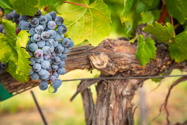 lush vino uva grappoli appeso sulla vite - napa grape vineyard vine foto e immagini stock