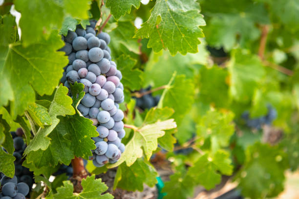clusters de raisins de vin luxuriants accrochant sur la vigne - vineyard california napa valley vine photos et images de collection