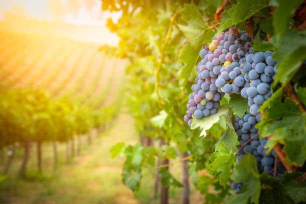 Lush Wine Grapes Clusters Hanging On The Vine Lush Wine Grapes Clusters Hanging On The Vine. vineyard stock pictures, royalty-free photos & images