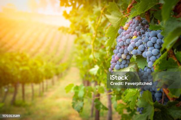 Lush Wine Grapes Clusters Hanging On The Vine Stock Photo - Download Image Now - Vineyard, Grape, Wine