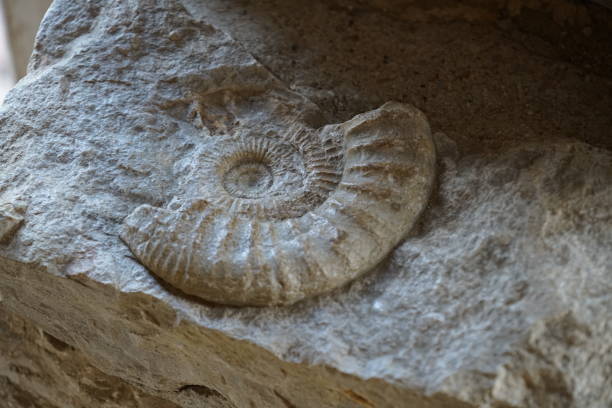 istock The ammonites are an extinct subgroup of cephalopods. 1170353593