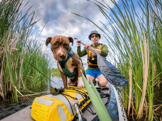 istock stand up paddling with a pitbull dog 1170353677