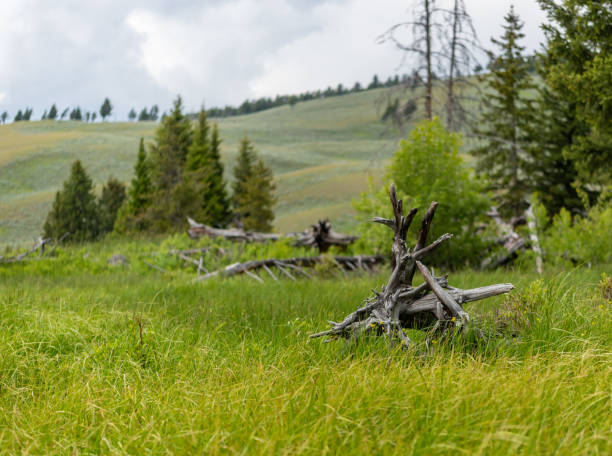 istock Dead Wood Resting in Grassy Field 1170353903