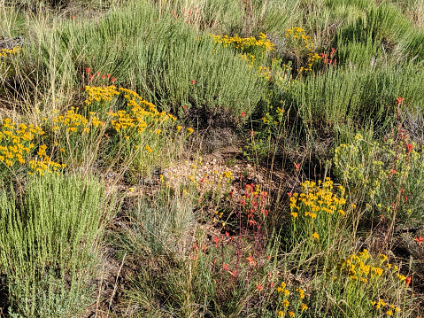 Wildflowers in high altitude meadows and forests in the Grand Canyon National Park Arizona as seen on the North Rim near Walhala Point Overlook