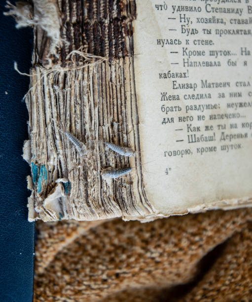 古い本の破れた表紙にシルバーフィッシュ3枚。害虫の本や新聞。紙に餌を与える昆虫 - 銀魚 - fishmoth ストックフォ�トと画像