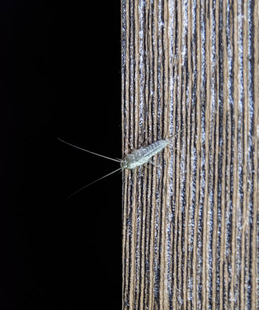 silberfisch am rand eines holzbrettes. schädling bücher und zeitungen. insektenfütterung auf papier - silberfisch - fishmoth stock-fotos und bilder