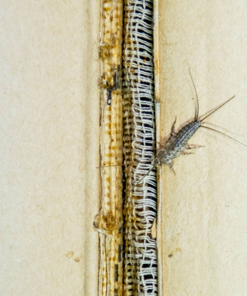 thermobia domestica. livros de pragas e jornais. inseto de lepismatidae que alimenta no papel-silverfish - zygentoma - fotografias e filmes do acervo