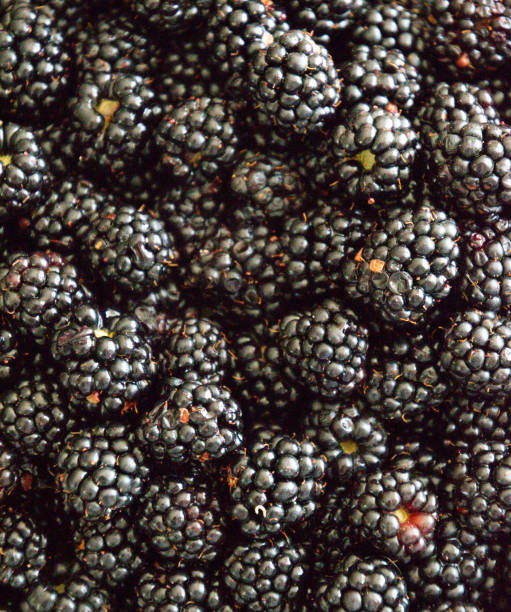 istock Background texture of blackberries, berries on table 1170355591
