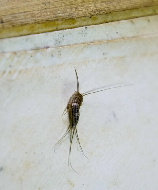 istock Pest books and newspapers. Insect feeding on paper - silverfish 1170356623