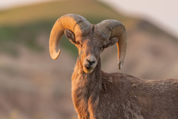 istock Bighorn Sheep Licks Lips After Morning Grazing 1170356767