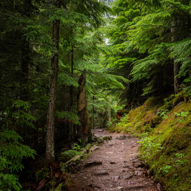 istock Bright Green Trail of Avalanche Lake 1170357515