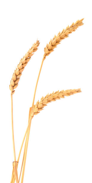 istock Bunch of ripe wheat ears. 1170357802