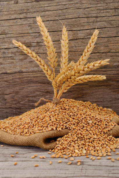 istock A bag of grain and wheat bran. 1170357834