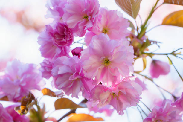 istock Spring blossom, sakura tree branch closeup, beautiful pink flowers on sun. 1170357852