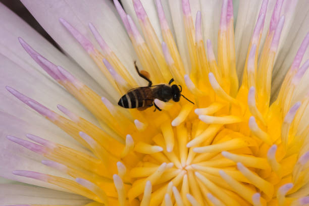 istock Bee in a purple lotus blossoming 1170357858