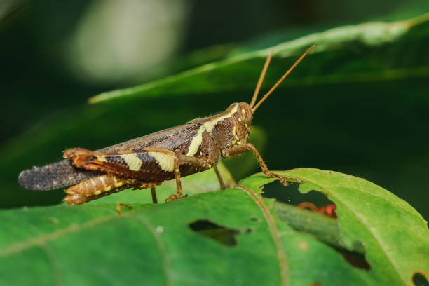 istock Caelifera brown on the leaves 1170357985