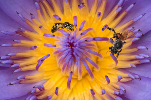 Bee in a purple lotus blossoming in nature