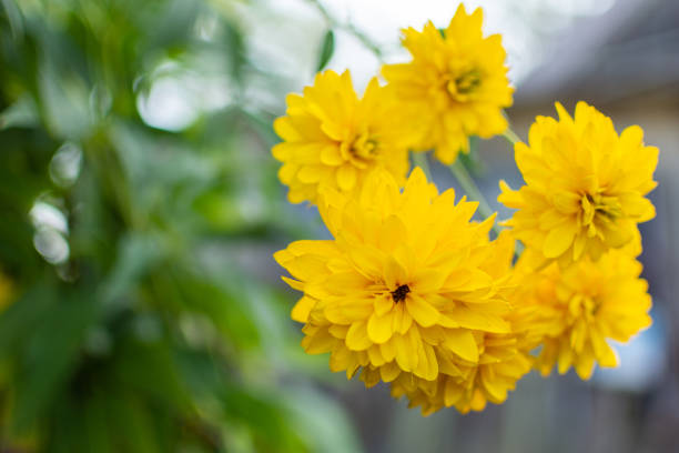 istock Yellow flowers closeup 1170359370