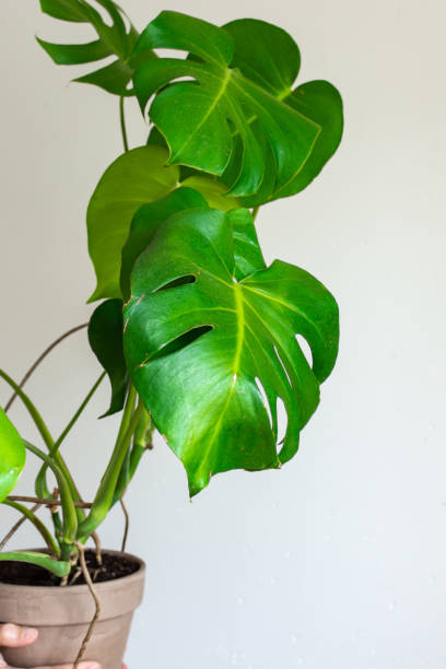 istock Monstera in a pot in male hands 1170359412