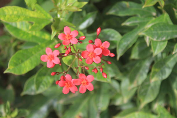 istock Top of a pretty flower 1170359859