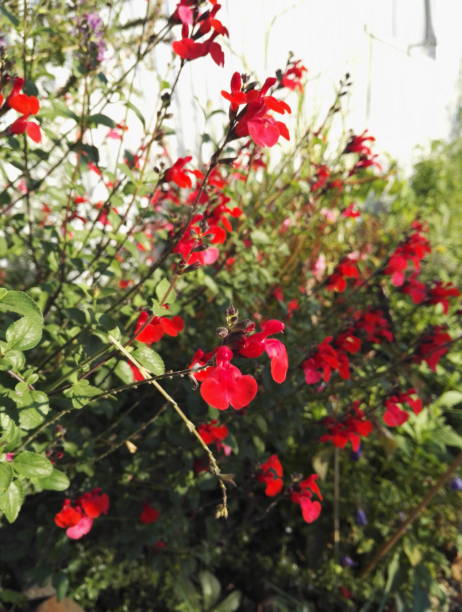 salvia microphylla 'royal bumble', sauge arbustive à la floraison rouge intense - salvia microphylla photos et images de collection