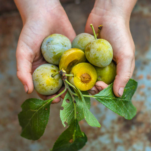 istock plum (sweet fruits, new harvest, vitamins). top food background. copy space 1170360878