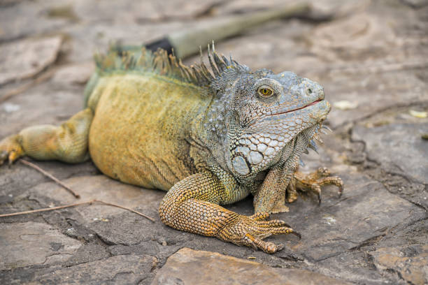 istock Iguana on stone floor in city 1170360997