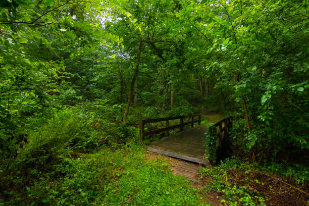 istock Bridge in the woods 1170361546