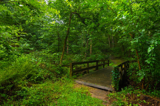 istock Bridge in the woods 1170361552