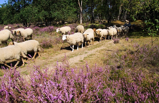 View on herd of sheep grazing in glade of dutch forest  heathland with purple blooming heather erica plants