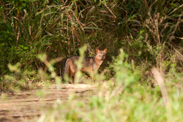 istock Crab eating fox photographed in Linhares, Espirito Santo. 1170362876
