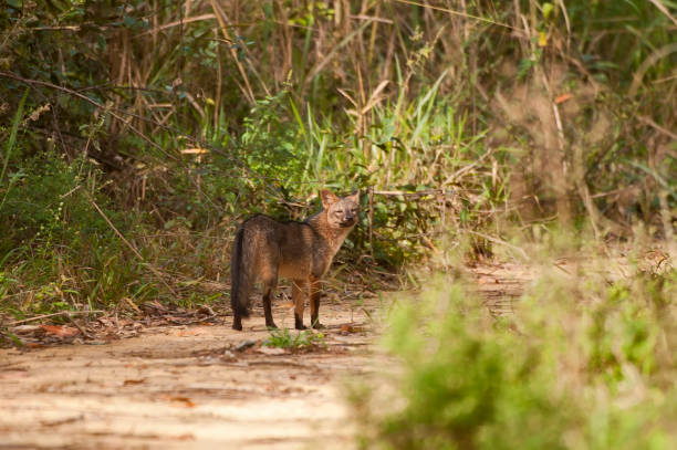 istock Crab eating fox photographed in Linhares, Espirito Santo. 1170362886