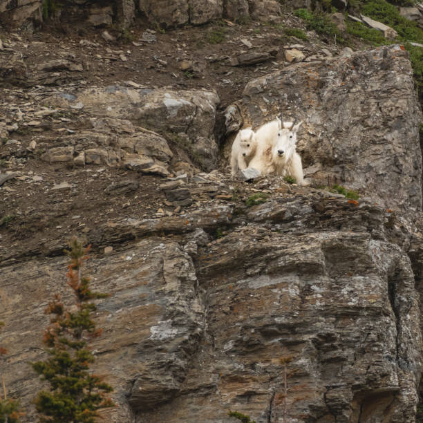istock Mountain Goat and Kid Look Left On Cliff Side 1170362893