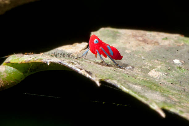 Cicada photographed in Linhares, Espirito Santo. Southeast of Brazil. Atlantic Forest Biome. Picture made in 2012.