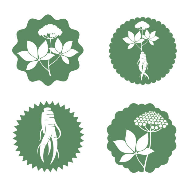 高麗人参ラベルセット - ginseng leaf berry nature点のイラスト素材／クリップアート素材／マンガ素材／アイコン素材