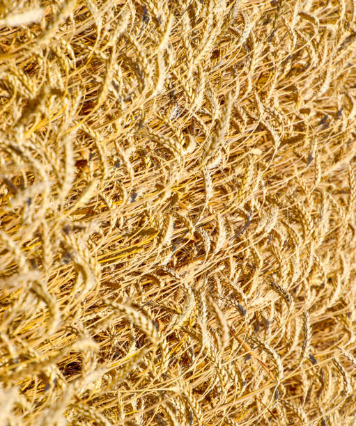 istock field of wheat 1170363485