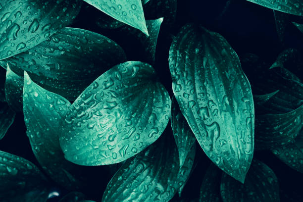 istock Blue green beautiful fresh plant  leaves with rain drops background. 1170363721