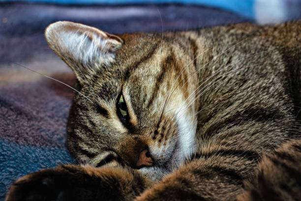 istock Sleepy gray cat lies on a beds 1170364503