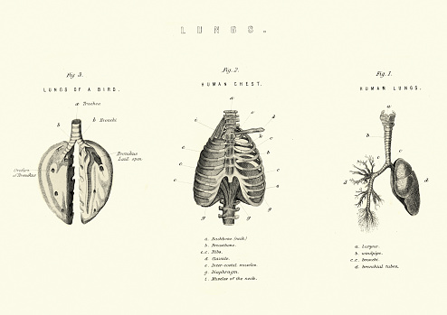 Vintage engraving of a Antique medical diagram, Lungs comparison birds and human, 19th Century