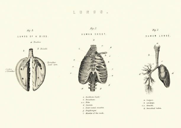 Antique medical diagram, Lungs comparison birds and human Vintage engraving of a Antique medical diagram, Lungs comparison birds and human, 19th Century vintage medical diagrams stock illustrations