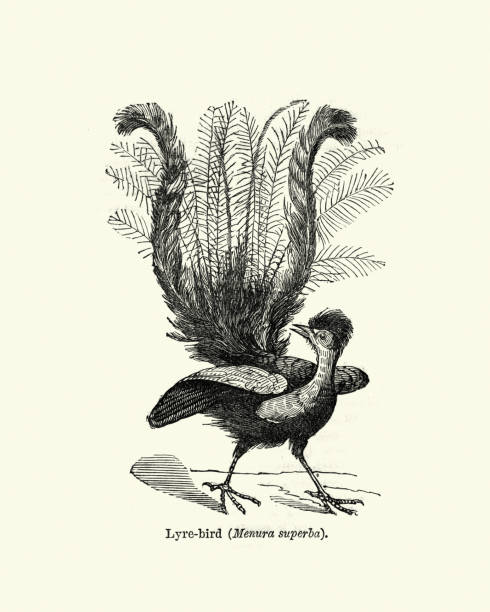 Superb lyrebird (Menura novaehollandiae), Australian songbird, engraving 19th Century Vintage engraving of a superb lyrebird (Menura novaehollandiae) an Australian songbird, one of two species from the family Menuridae. It is one of the world's largest songbirds, and is renowned for its elaborate tail and courtship displays, and its excellent mimicry. menura novaehollandiae stock illustrations