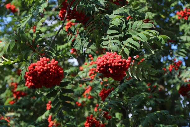 istock Rowan tree. Bright red rowan berries on a tree on a sunny day. 1170364695