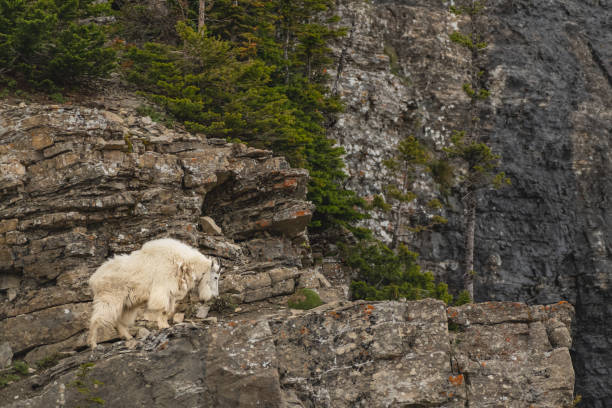 istock Single Male Mountain Goat Looks Down From Cliff 1170365516